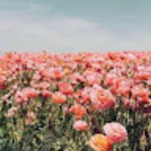 Meet your Posher, Satvika